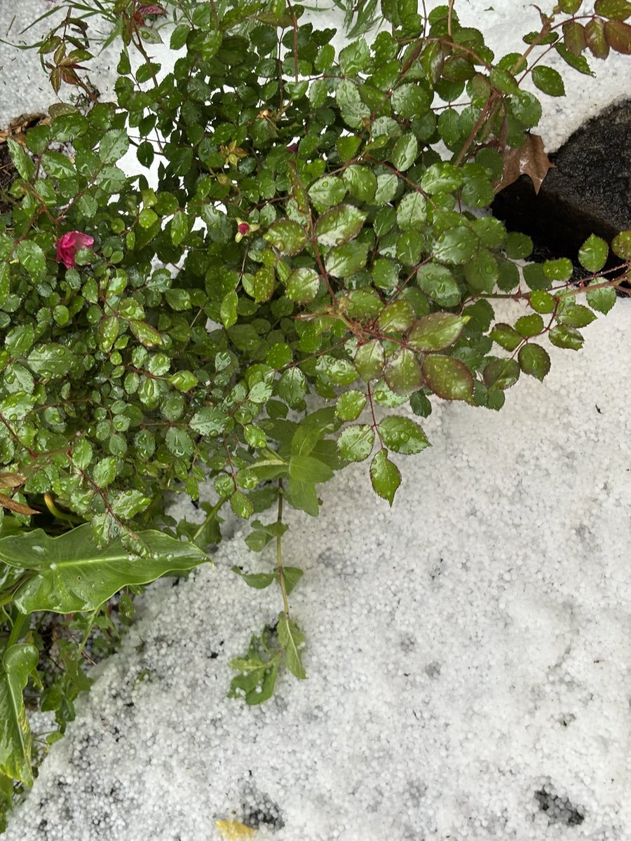 BMonroyE's tweet photo. ☃️ Muchos granizos en Chillán! Se despide el invierno ❄️ https://t.co/FCQMHBqQUv