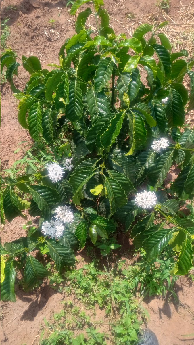 Kaleltd22's tweet image. We planted this coffee garden last year November 2024, these pictures were taken on the 19th of September 2025!!😁 @Remegious