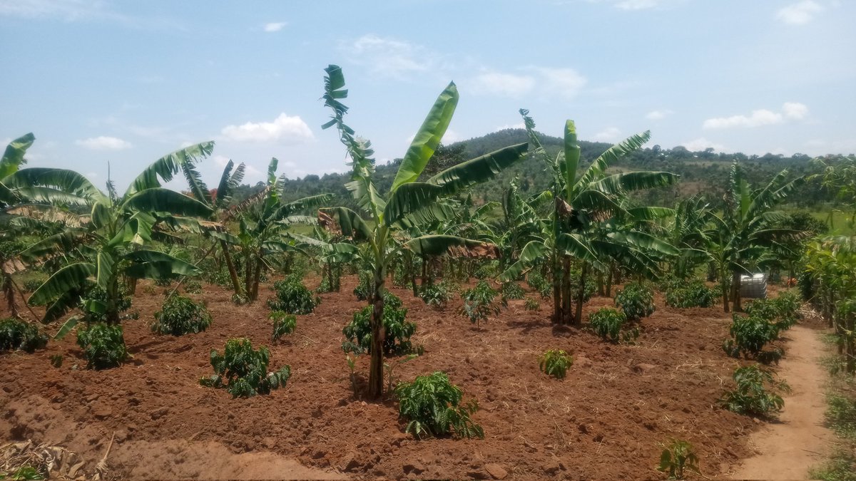 Kaleltd22's tweet image. We planted this coffee garden last year November 2024, these pictures were taken on the 19th of September 2025!!😁 @Remegious