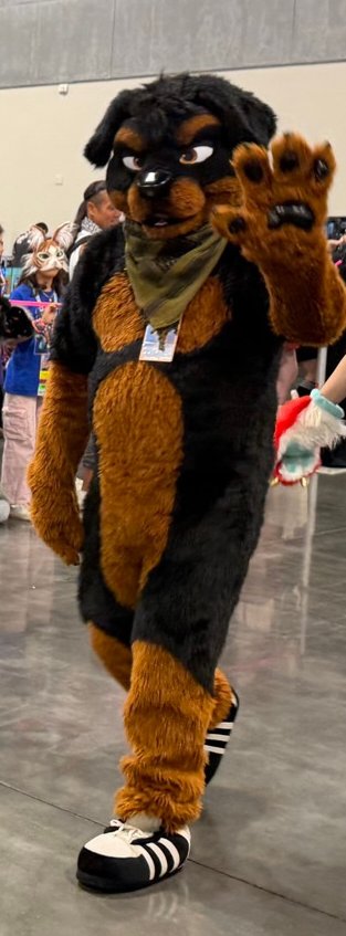 Hoof_Pony's tweet photo. Keep a look out for this rottie at AFC, and say hi. He doesn't bite. :) https://t.co/BwPTZN0ixY