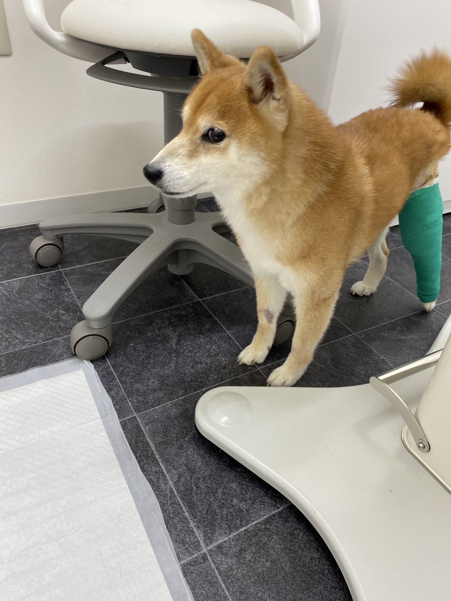 9648pon's tweet photo. 前十字靱帯が切れ手術しました🏥
術後３日目 https://t.co/9jlSVr7xLg