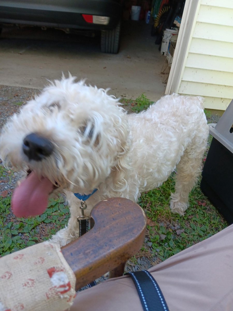 TAPNYACC's tweet image. Whiskey #234334 was rescued 🥳
Tysvm to:
#Ready4Rescue
 Thank u +yr Foster💕

We couldn&apos;t do it without all of u💖
Every #Share, Every #PledgeForRescue 

Donations Welcom
readyforrescue.org/home