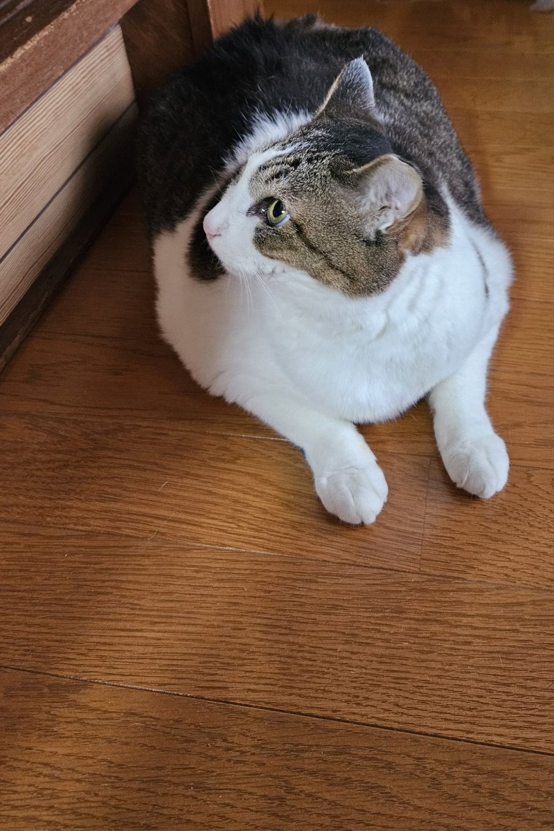 おはよう⛅️😺❗
#猫好きさんと繋がりたい
