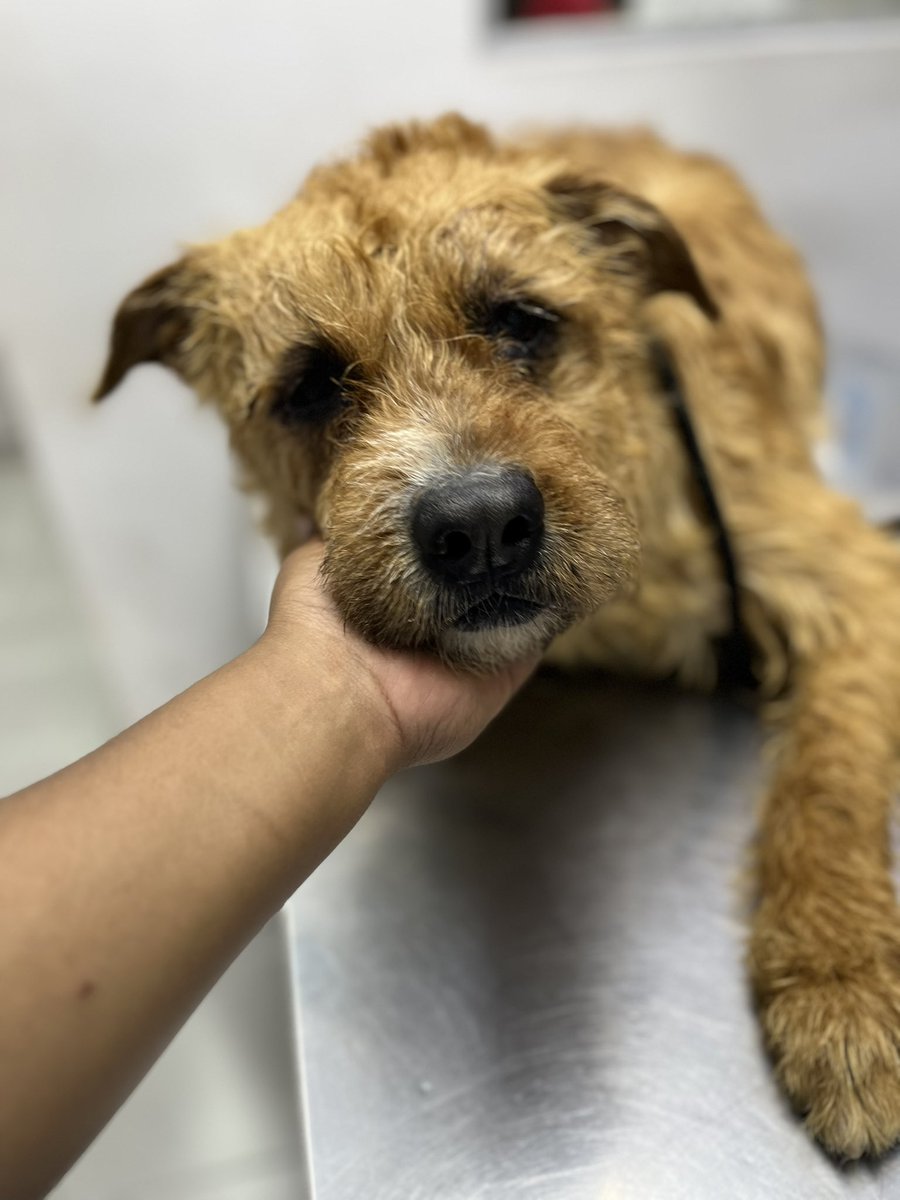 ¿30 padrinos de 100 pesos que nos ayuden a pagar los gastos veterinarios de ayer y hoy? 🥹🙏🏼