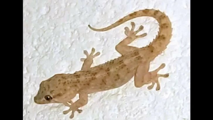 dr_olayideh's tweet photo. MYTHS vs FACTS: Wall Geckos in Nigeria

A thread 🧵 

In many Nigerian homes, wall geckos 🦎 are seen crawling on the ceiling or hiding behind curtains. But are they really the dangerous creatures people say they are? 

Let’s debunk some myths 👇 https://t.co/zyQAHReH4m