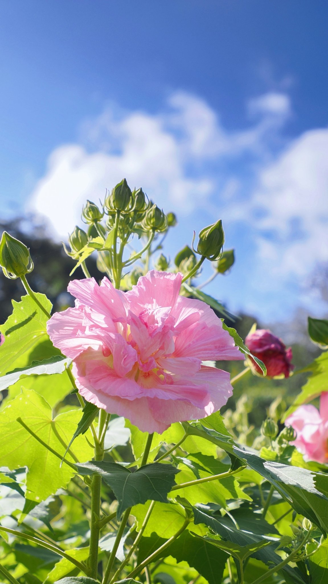 酔芙蓉　パステル画 酔芙蓉 パステル画
