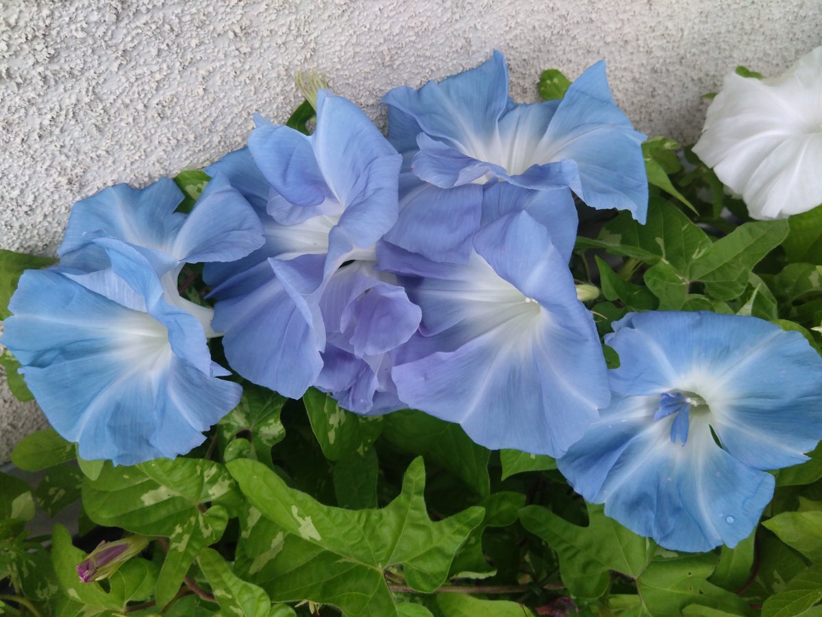 Yt (@Plantsman_jp) / X