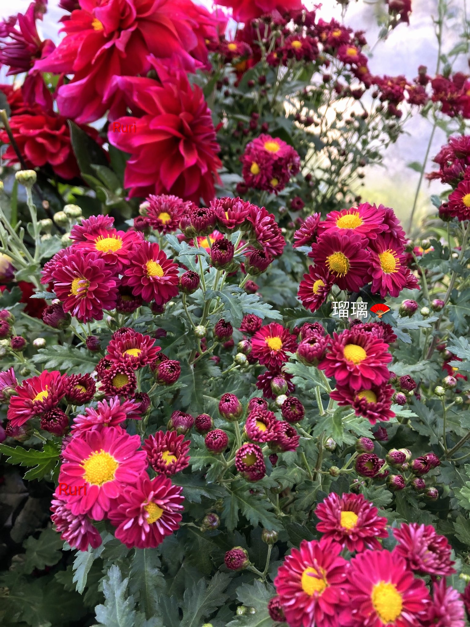 ‪‪❤︎‬ るり ページ ‪‪❤︎‬ るり on X