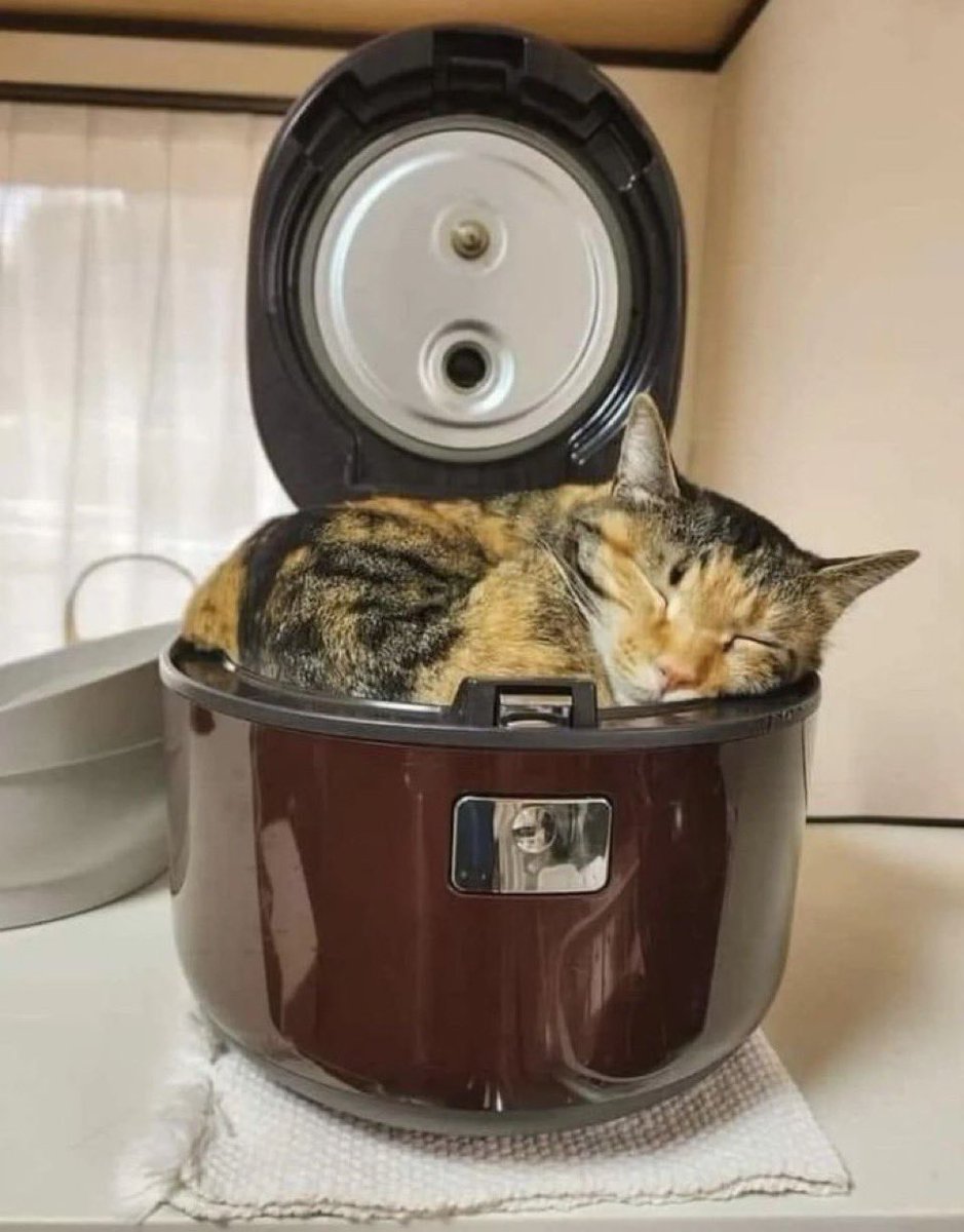 炊き込みねこ