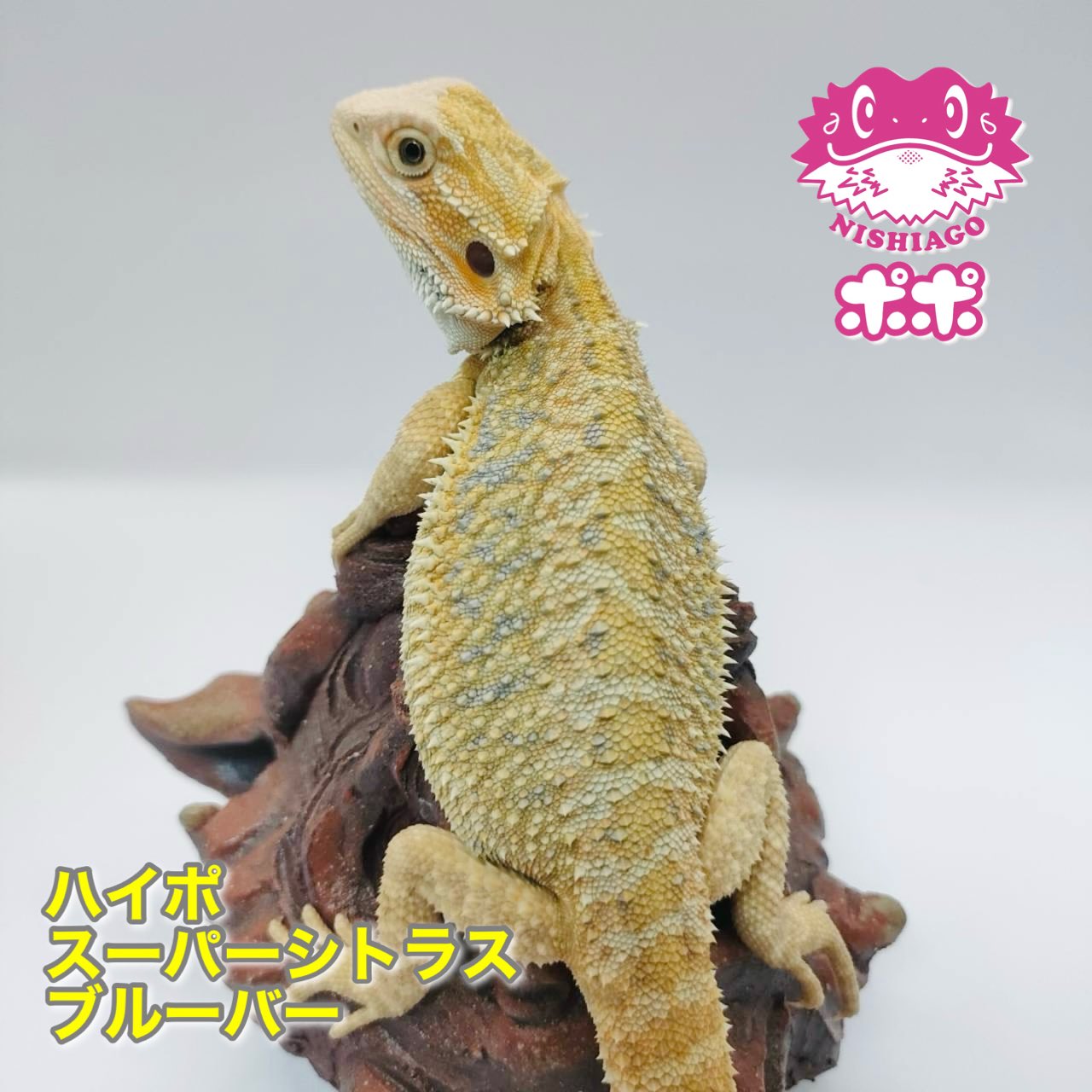 フトアゴ　 H.Nishi on X: 