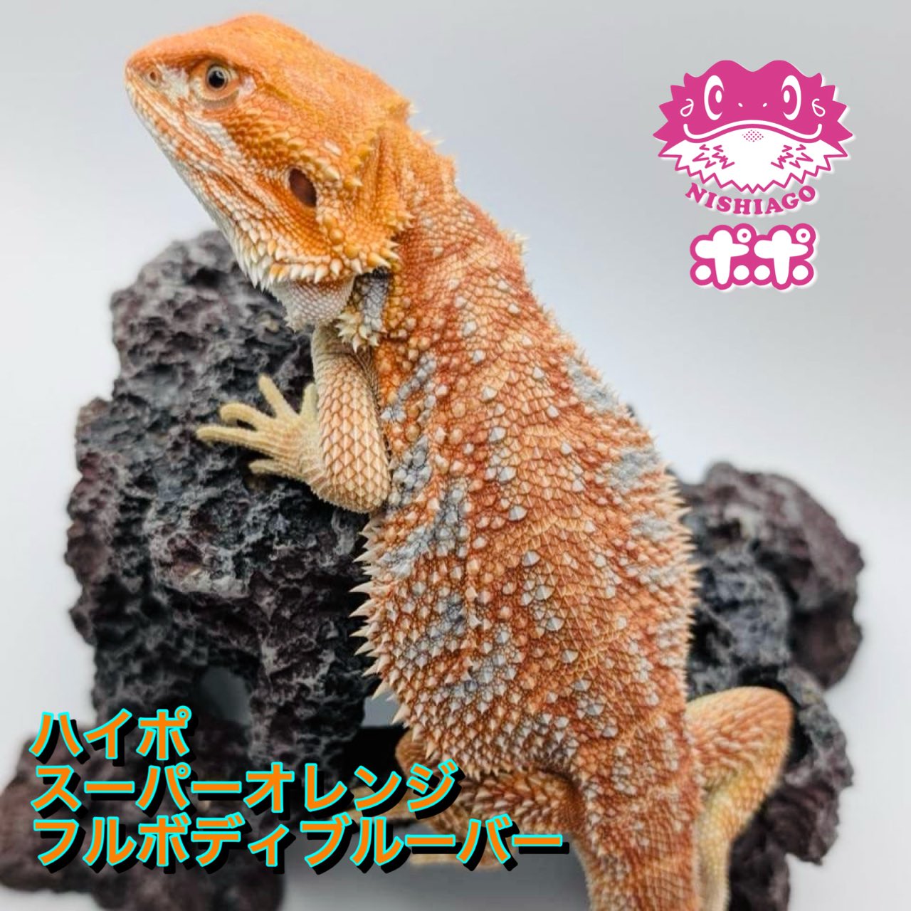 フトアゴ　 H.Nishi on X: 