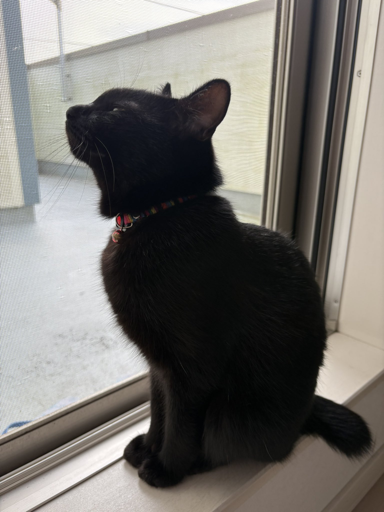 あずき🐾 on X: 