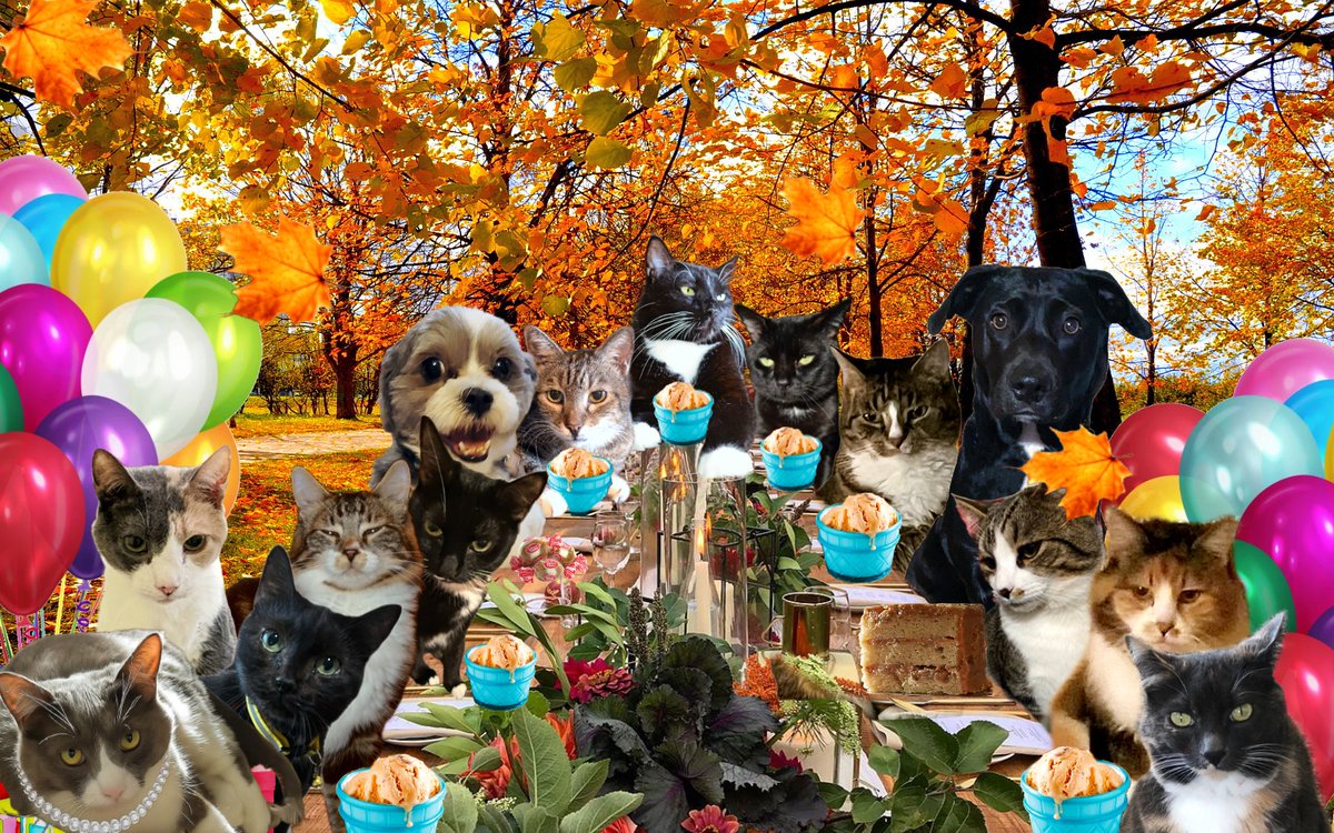 MrWuggums's tweet photo. 📸
YES! 😻

Just look at all of us, smiling & jubilant as we celebrate our special days together - this is pawsome! 🎆

#BDayPawty is #Xanawu's favoritest event to host, whether at the table or serving from the sidelines - furriendship is everything!😺

We love mew! 💖
#ChillTent
@shebeenqueen66 @JeremyYantiss @BASunn110 @Angie390460 @TwoTabbyTails @stargazerchloe7 @HarpoMarxandK @jbruorton21 @TedNTodd