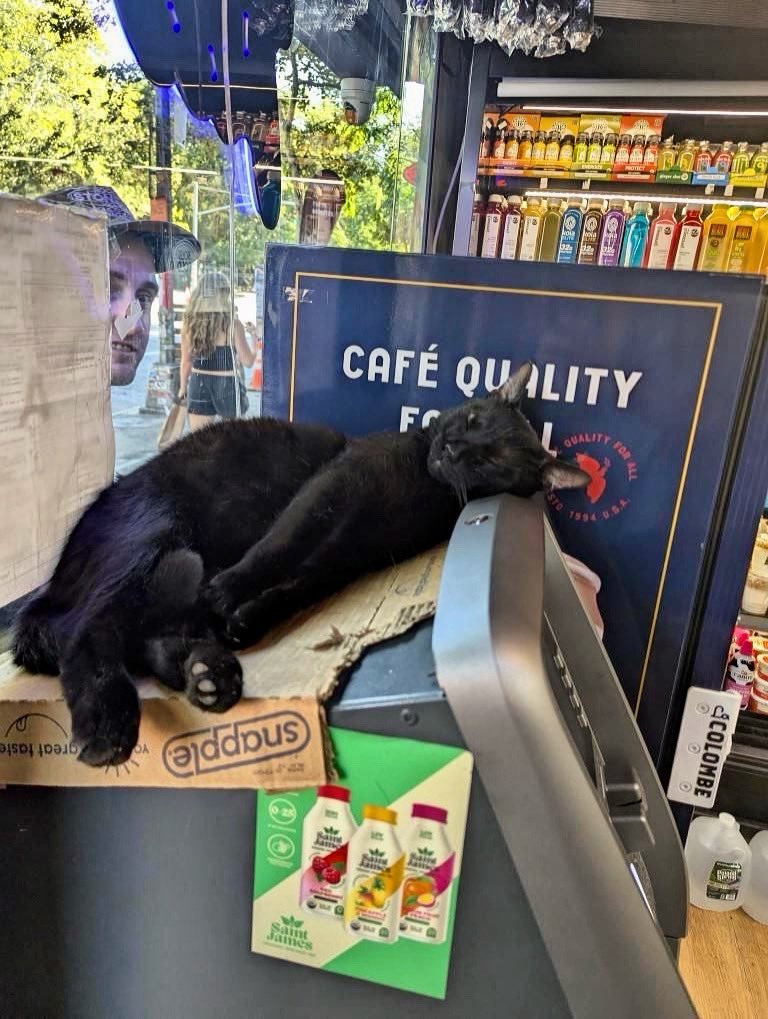 Bodegacats_'s tweet image. 