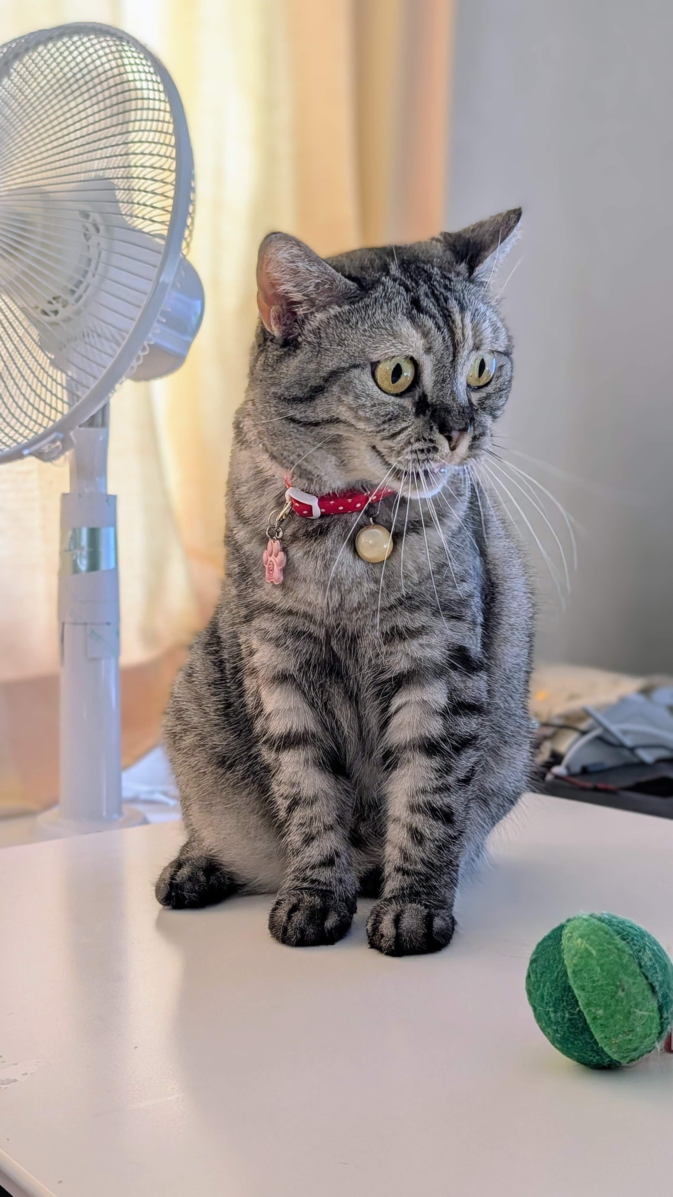 YU。猫 プロフ確認願 ねこさん⚡(ΦωΦ) (@catnap707) / X