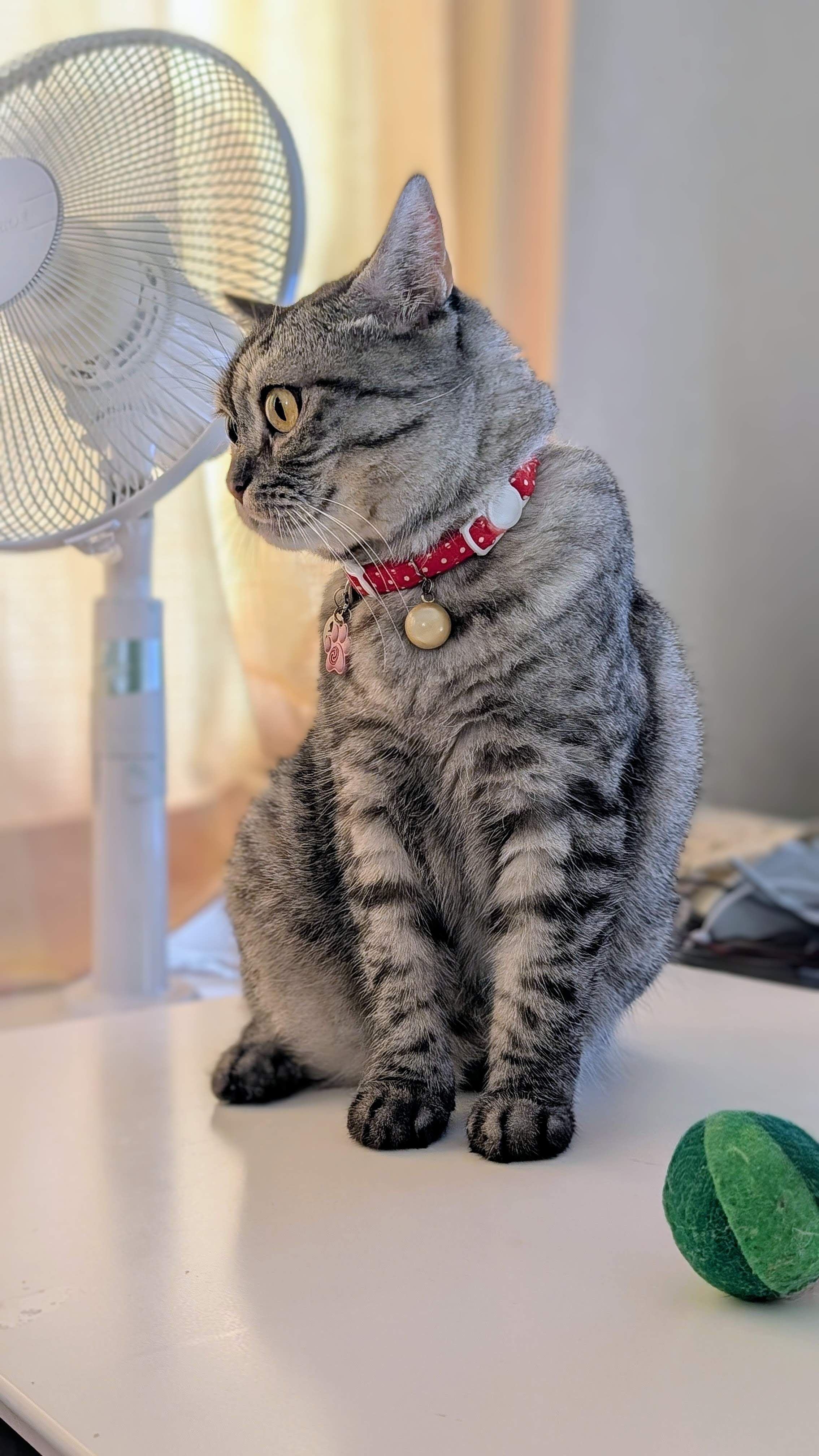 ねこさん ねこさん⚡(ΦωΦ) on X: 