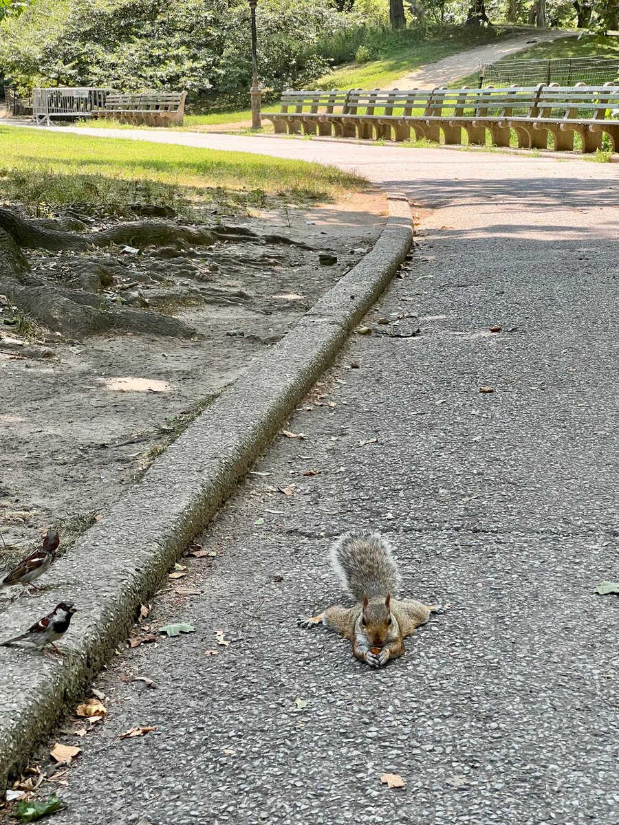 Magncsado's tweet image. リスも、寝そべって食べるのが楽だと知っているんだね。😂