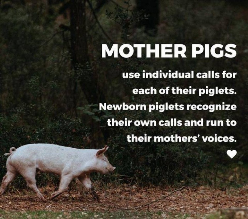 veganfuture's tweet image. 