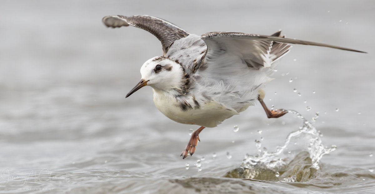 Grey Phalarope, two birds showing well at Keyhaven marsh (Hants). sit down keep still and they shall come..
<a href="/BirdGuides/">BirdGuides</a> <a href="/LymKeyRanger/">Lymington-Keyhaven Nature Reserve</a> <a href="/HOSbirding/">Hampshire Ornithological Society</a> #birding #birdphotos #birdwatching