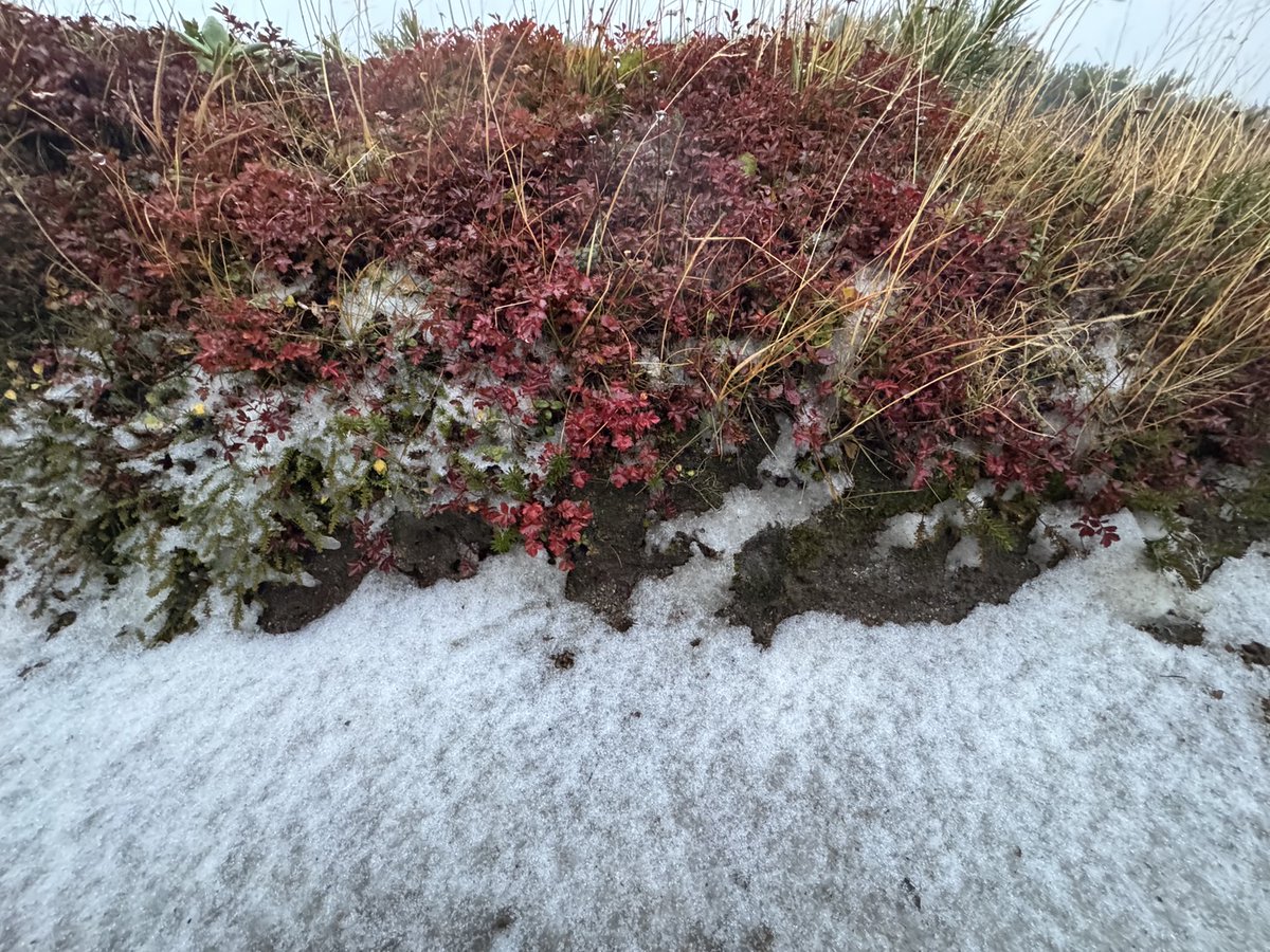 rinyu_kurodake's tweet image. 大雪山系黒岳では、9月21日(日) 午前5時に黒岳石室付近が積雪状態であるのが確認されました。午前6時、黒岳石室の気温は0℃でした。
今後、黒岳登山道は早朝・夕方に凍結する恐れがあります。登山の際は十分な装備でお越しくださいますようお願いいたします。
📷写真提供：黒岳石室管理人