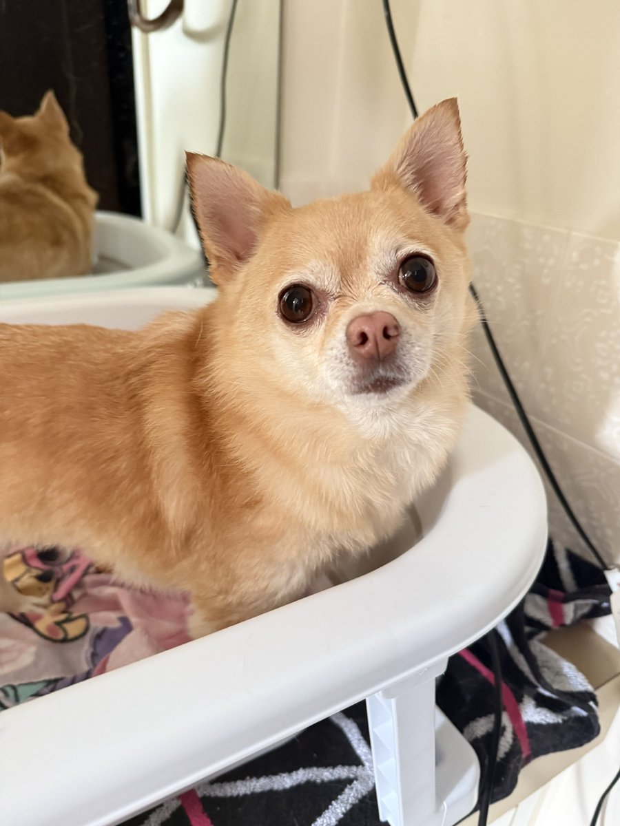 Pomchi_Puppy's tweet image. I had my spa day when I got back from my trip to Brazil. I admit I’m feeling very refreshed and fabulous now🐾 

#tinkerbellthepomchi #pomchi #tatertotsquad #dogsoftwitter #dogsofx