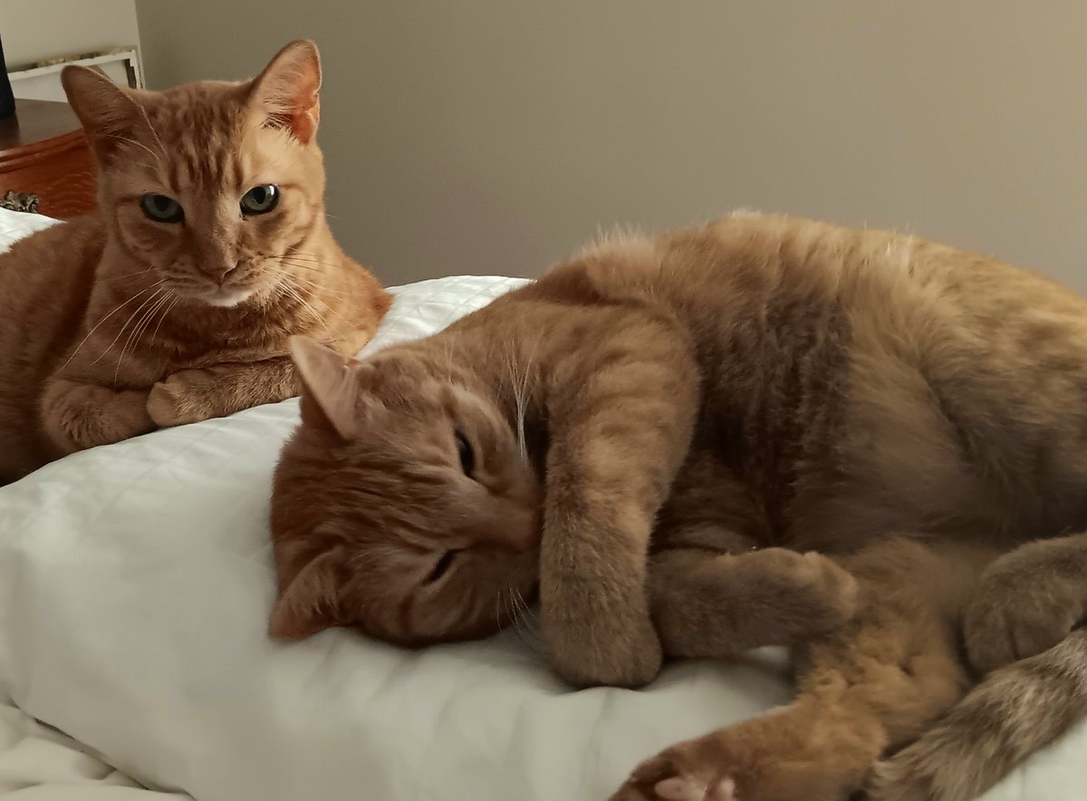 Benji, making sure Cheeto Willie Mays gets his nap. Happy #Caturday everyone!!!