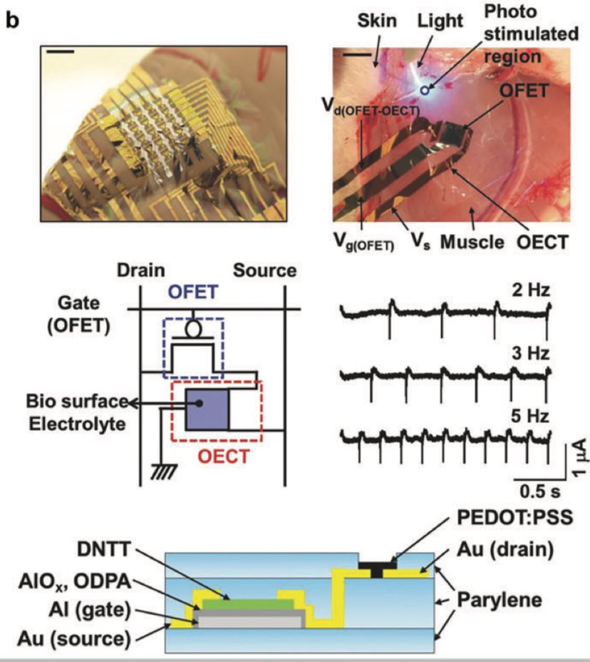Eleventhstar1's tweet image. Brain‐Inspired Organic Electronics: Merging Neuromorphic Computing and Bioelectronics Using Conductive Polymers

Humans merging w/ AI 

#BIODIGITALCONVERGENCE 

advanced.onlinelibrary.wiley.com/doi/pdfdirect/…