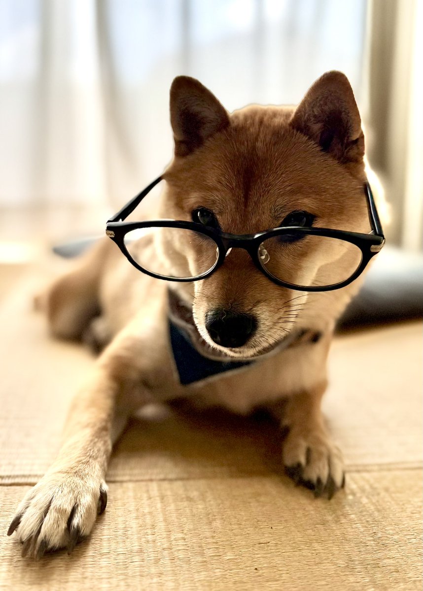 柴犬スヌハチと豆柴スヌまる子ちゃん (@nextconka) on Twitter photo メガネ女子👓キマってる❓
お父ちゃんのだから老眼が入ってるけど🥸
#スヌまる子ちゃん #柴犬 #豆柴 #柴犬との暮らし #柴犬がいる暮らし #柴犬を崇めよ #柴犬のいる生活 #柴犬好きと繋がりたい メガネ女子👓キマってる❓
お父ちゃんのだから老眼が入ってるけど🥸
#スヌまる子ちゃん #柴犬 #豆柴 #柴犬との暮らし #柴犬がいる暮らし #柴犬を崇めよ #柴犬のいる生活 #柴犬好きと繋がりたい
