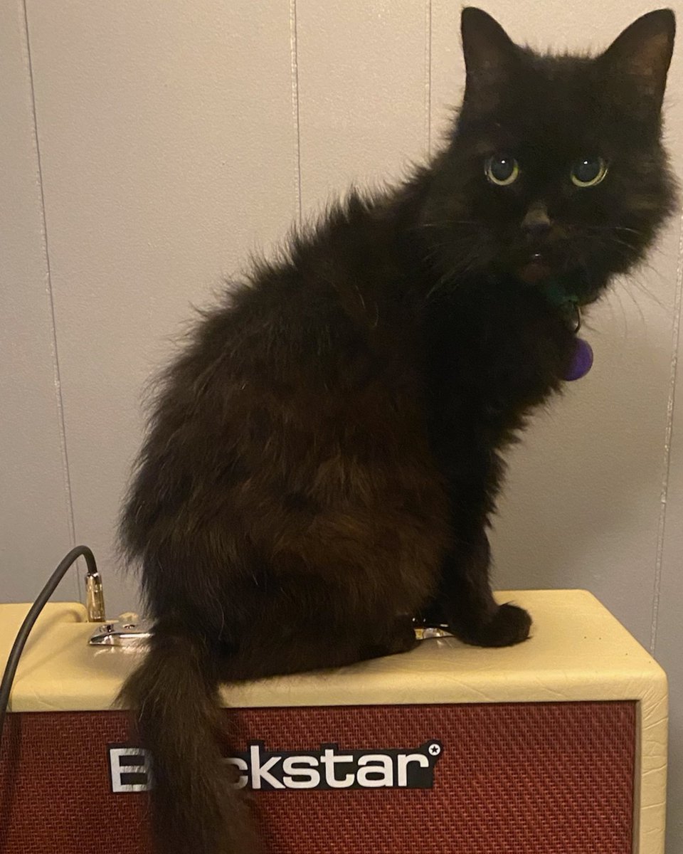 JamesLeonDavid1's tweet photo. @FFedUpp #catsonamps https://t.co/QCHKbfXePe