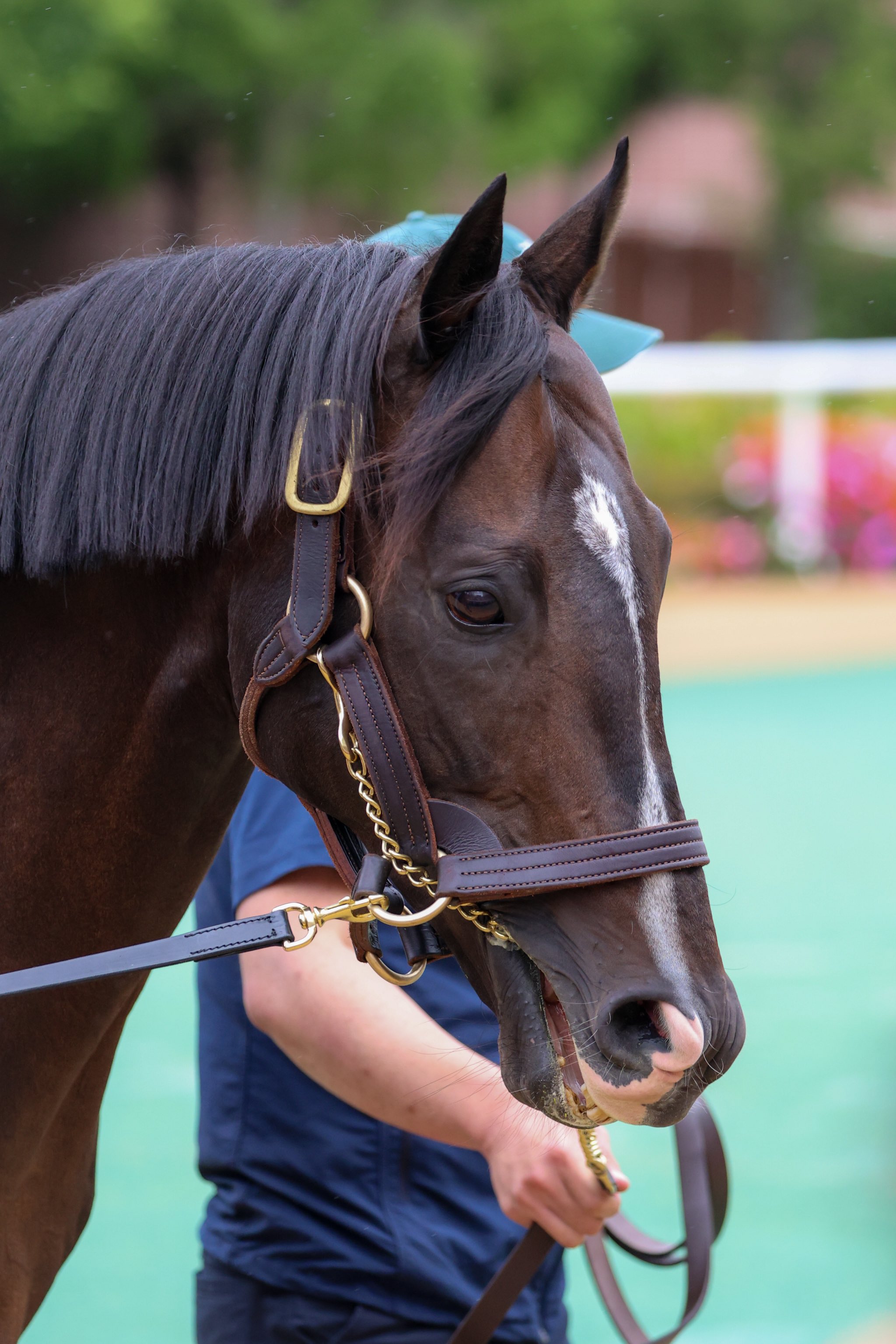 バカラ　走る馬 バカラ 走る馬 バカラ (Baccarat) | 競走馬データ - netkeiba