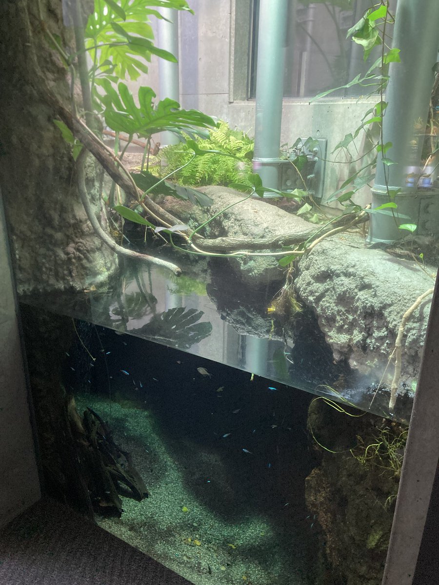 今日、水族館で唯一テンション上がったエリア🐠