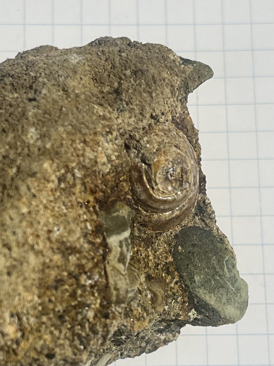 東松山市化石と自然の体験館【公式】 (@kasekitoshizen) / Posts / X