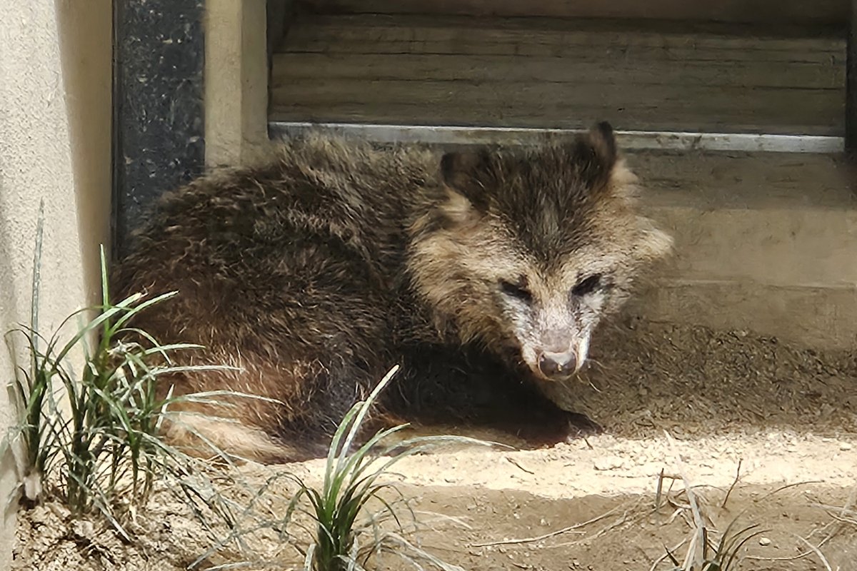 2025/09/21
京都市動物園の動物慰霊祭で感謝の気持ちで献花させていただきました。2～3枚目は去年と8年前のミライさん。
4枚目は東山のしろつめくんとひゆさんの子にして大町のおしおくん（いのこづくんの子）のいとこでいらっしゃるカミノさん。
再来週は東山へ行くぞ！

#京都市動物園
#ホンドタヌキ