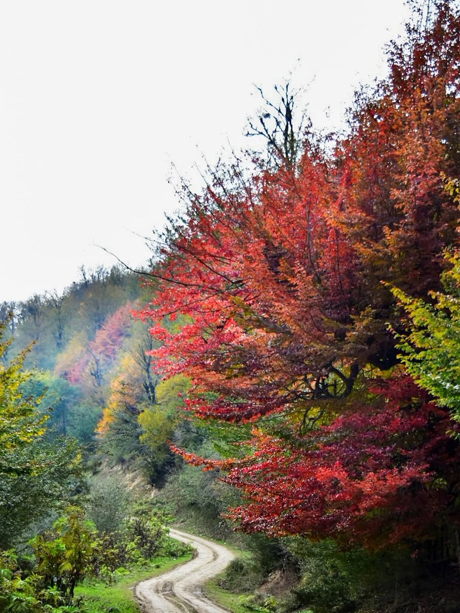 عقل، عقلِ من است و فکر تویی
قلب، قلبِ من است و نبض تویی
(مازندران زیبا)
📷 bishesari