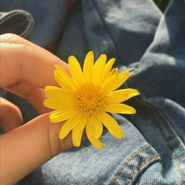 Les doy una flor amarilla virtual a todos, feliz dia de la amistad y la primavera