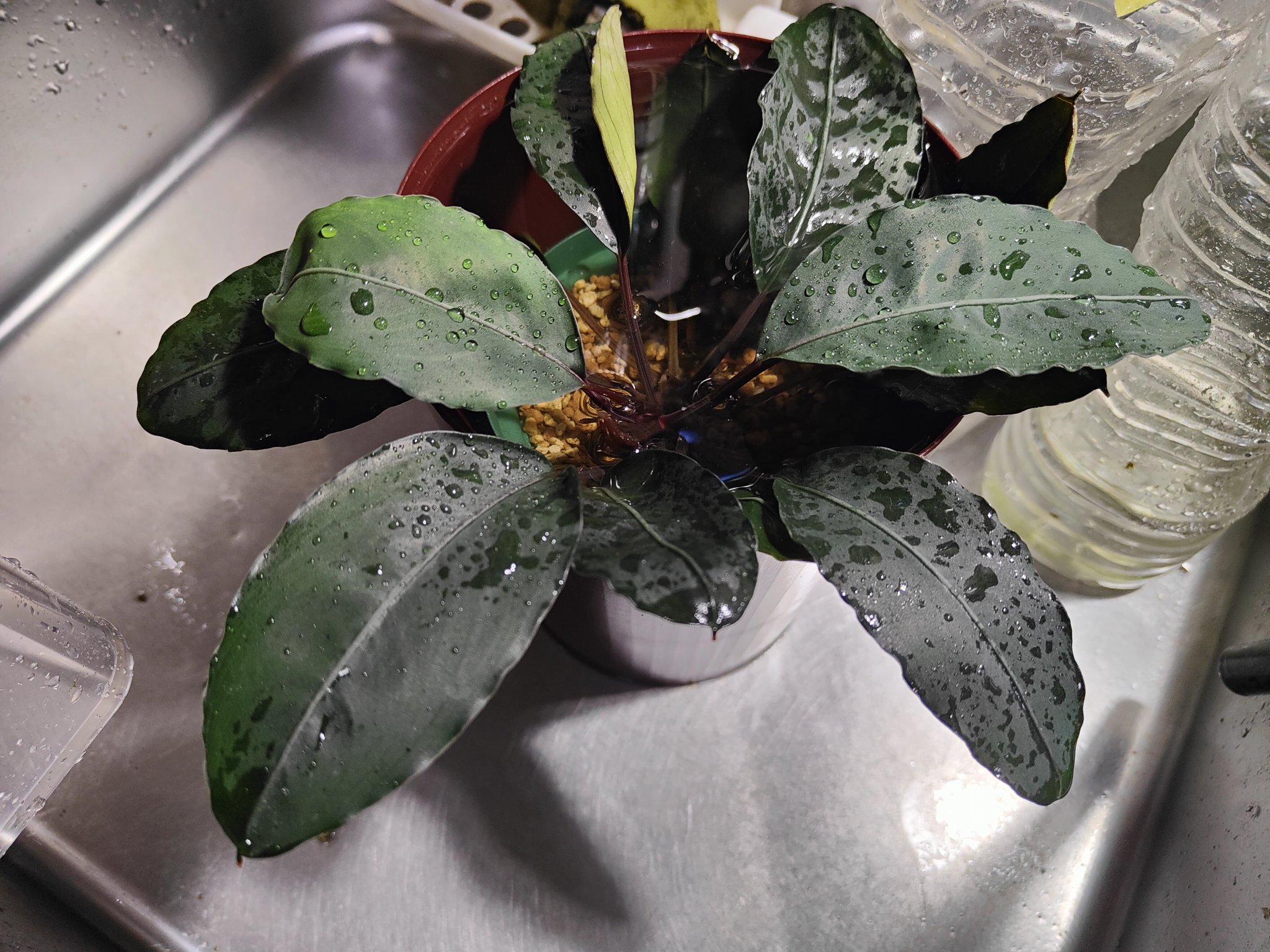 コア様リクエスト ホワイトゴースト40cm 20株 コア様リクエスト ホワイトゴースト40cm 20株 植物 | THE CORE