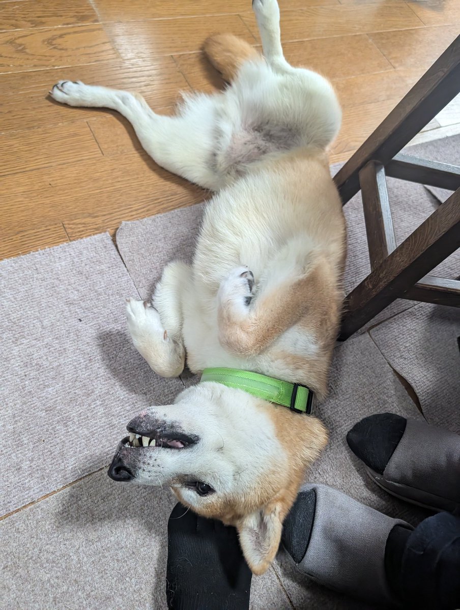 先月に胆石が詰まってオムツ生活してた実家イヌがなんか復活してた( ﾟдﾟ)
医者も頭傾げるレベルでナゾ現象だそう
胆石自体はまだあるっぽいから油断はできんけど、全然動かなかったトコから普通に回復してよかったよかった