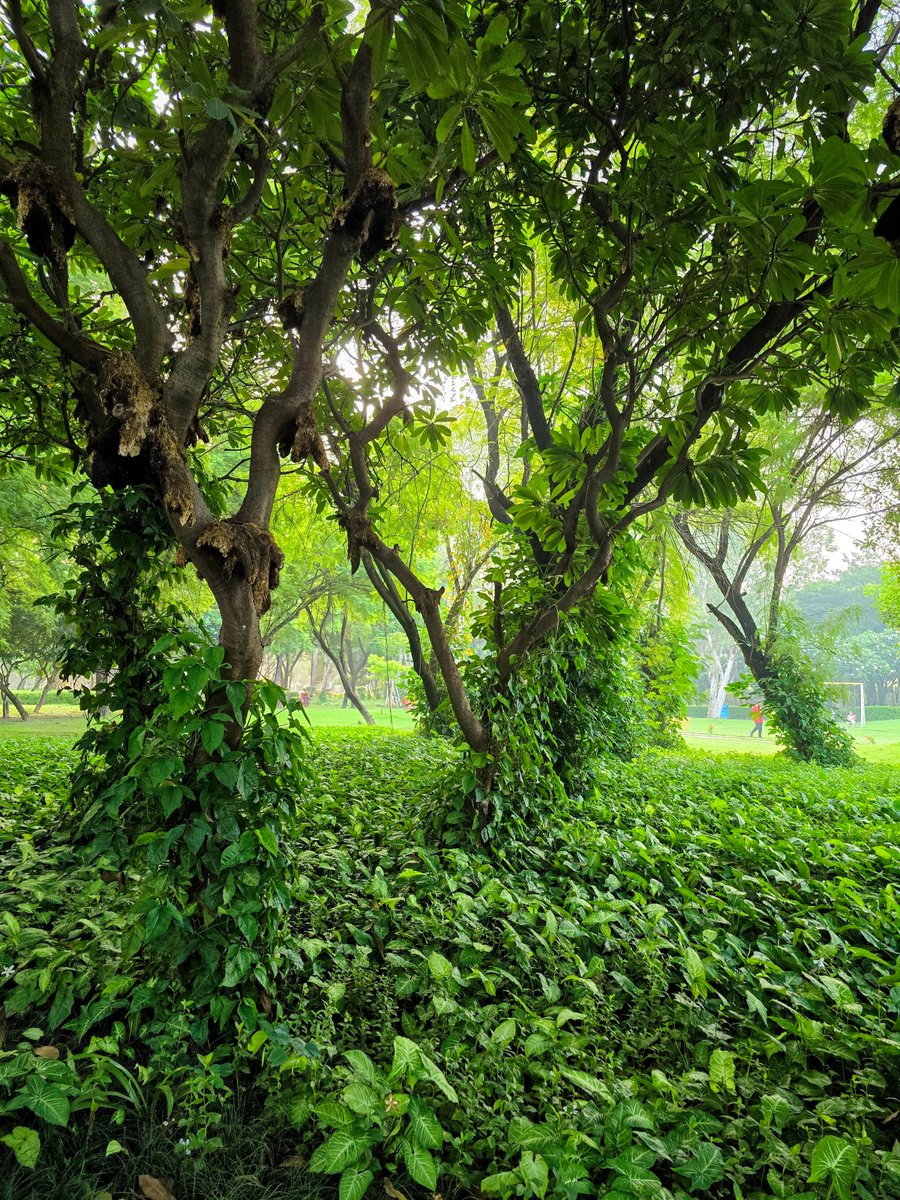 Dr Ambrish Mithal tweet media