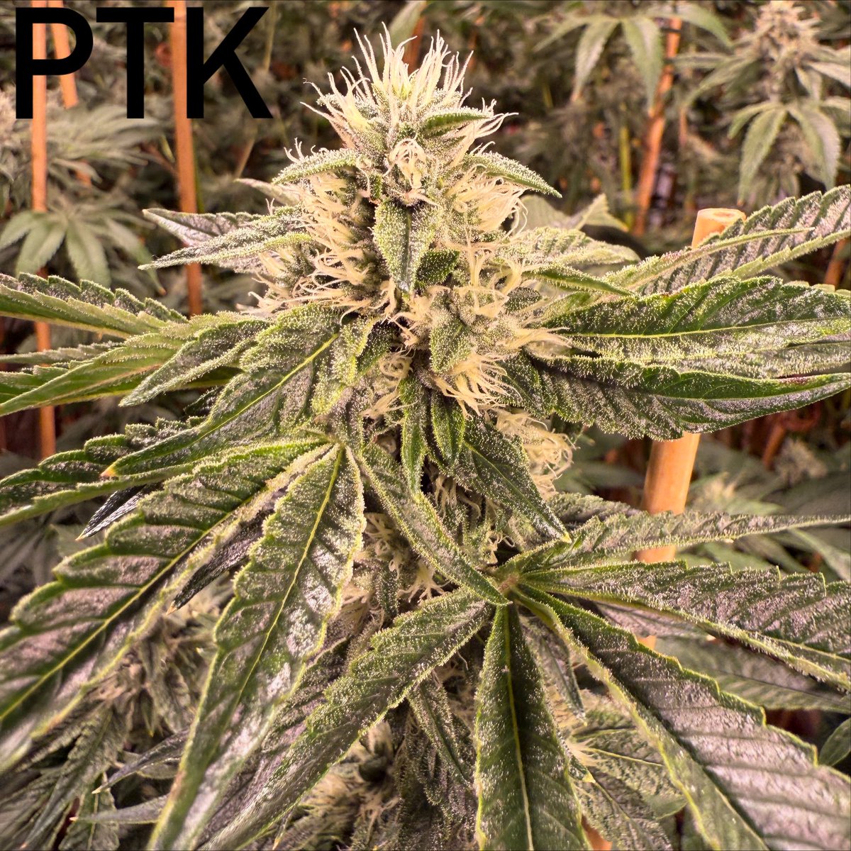 Pine Tar Kush day 35 of flower.