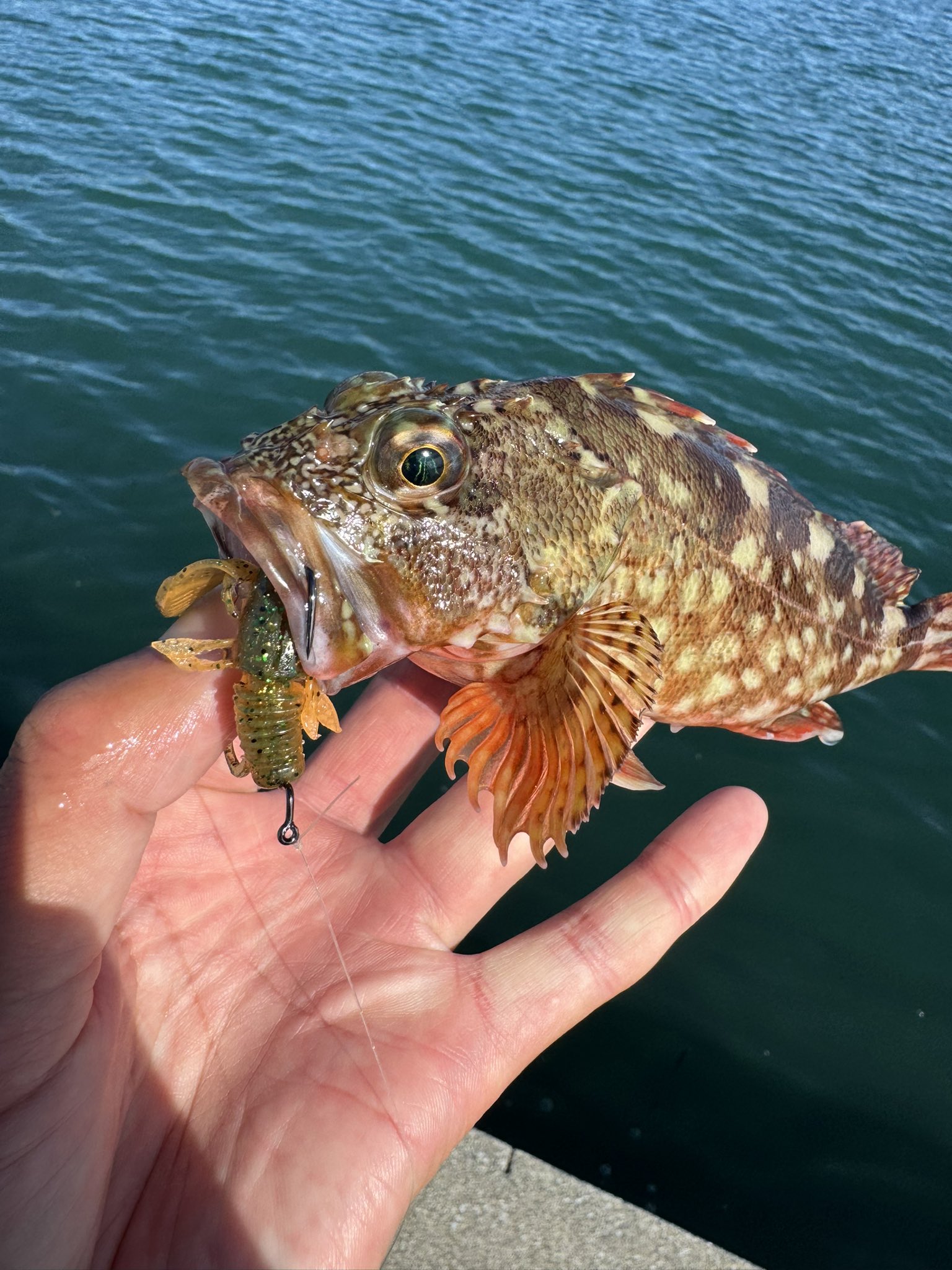 🐟️フィッシングガイド勝栄丸🎣🚢 on X: 