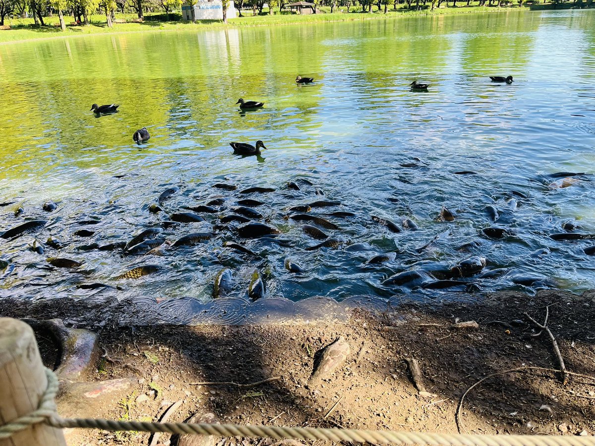 おは散歩！

水面が緑だし水鳥も鯉もたくさん集まるし鷺も来た。