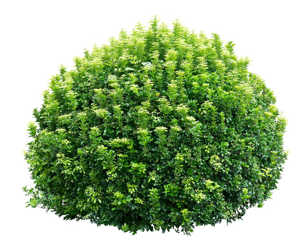 _michaelsson_'s tweet image. Bush on main