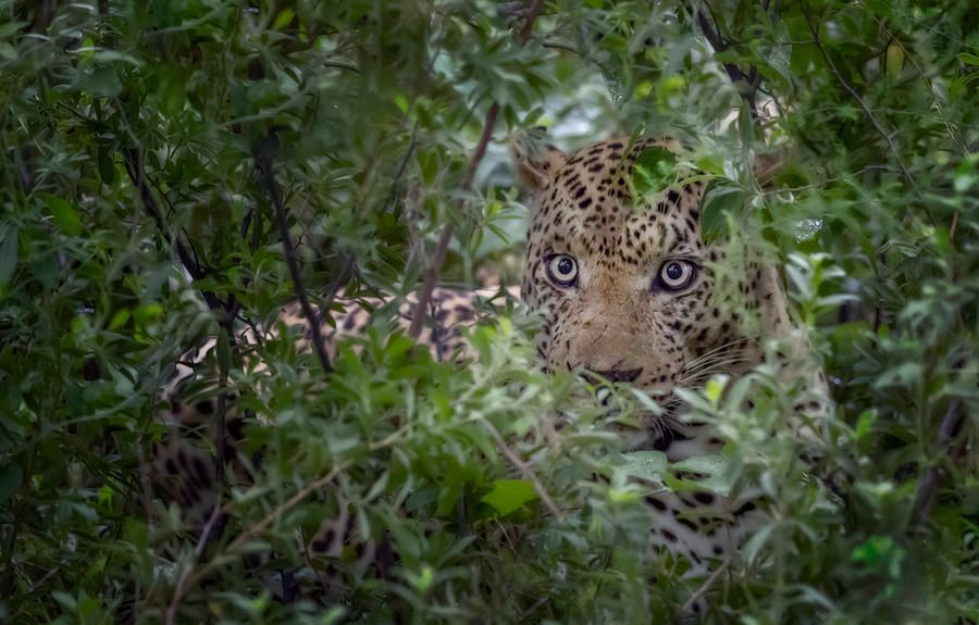 joancarroll's tweet image. Leopard in the Bush Botswana Africa 2! buff.ly/42CvlMx #leopard #bigcat #wildlife #wildlifephotography #botswana #africa #nature #NaturePhotography #Travel #travelphotography #giftideas #artforsale @joancarroll