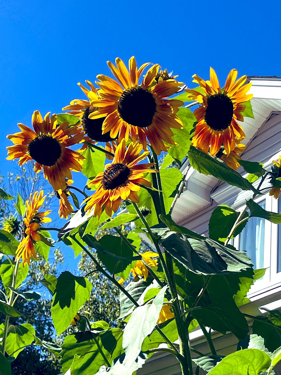 FancyCaroline's tweet image. Frost warning overnight so I’m posting these just in case!