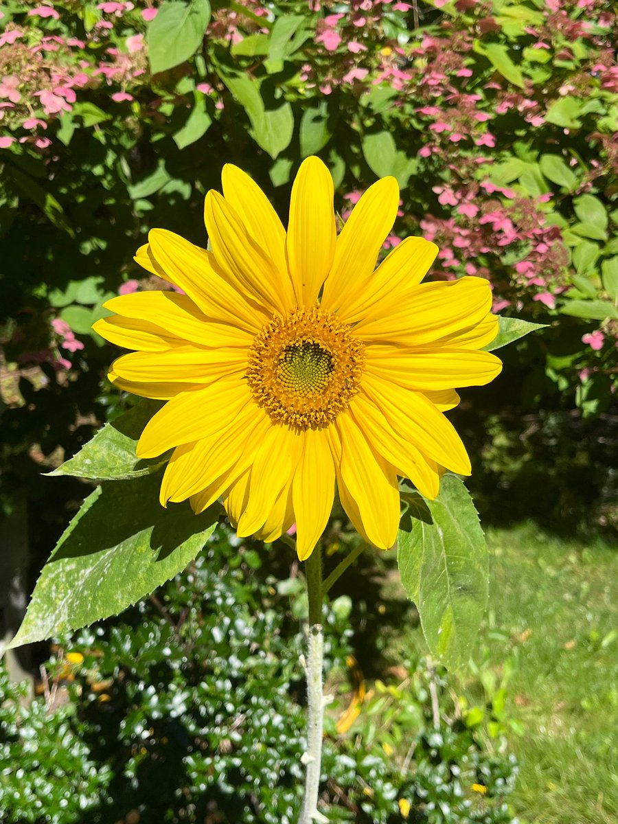 FancyCaroline's tweet image. Frost warning overnight so I’m posting these just in case!