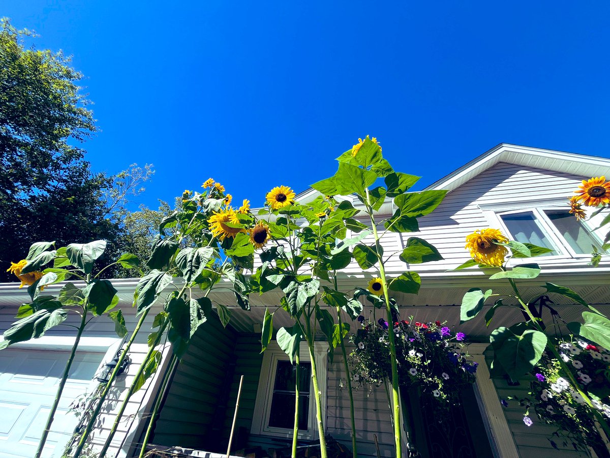 FancyCaroline's tweet image. Frost warning overnight so I’m posting these just in case!