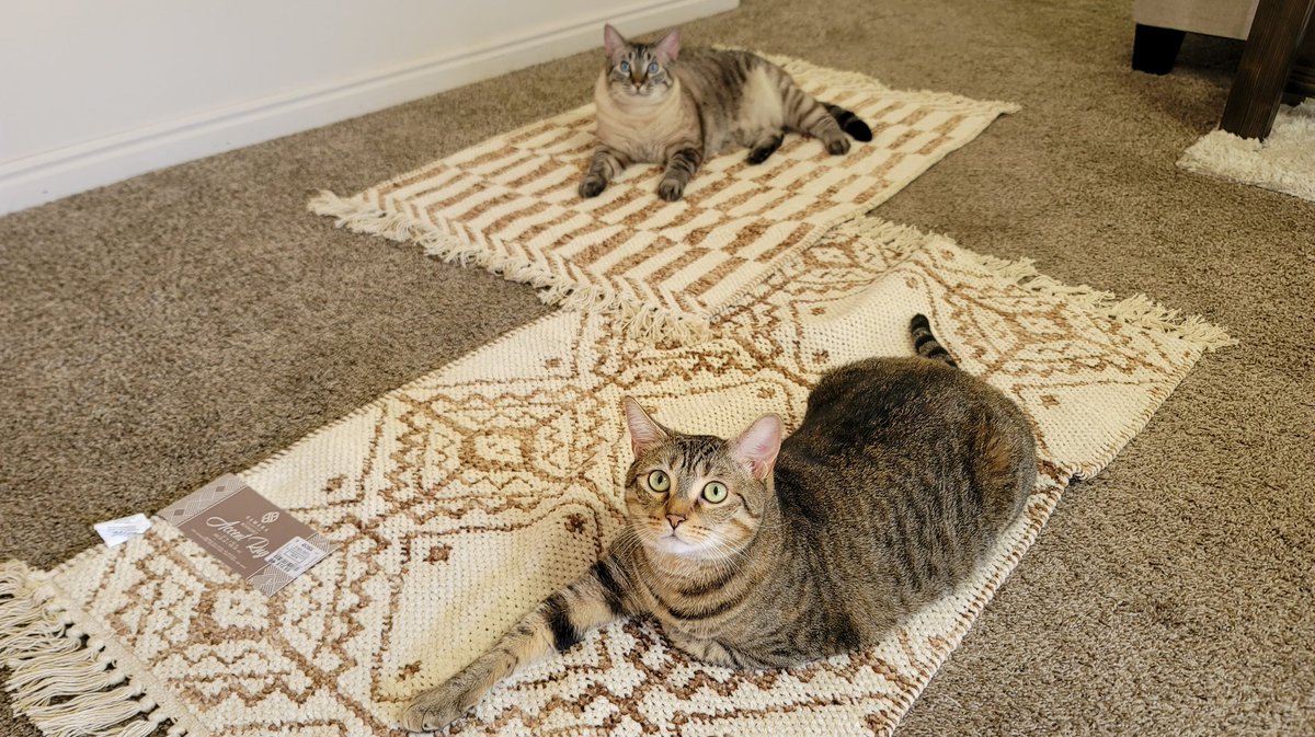 JRMontarbo's tweet image. Bought a couple of new rugs today.
So far, they're Pip & Benny approved! 🙌😁
#Pip #Benny
#Caturday
#Blessed
✌️❤️🙏