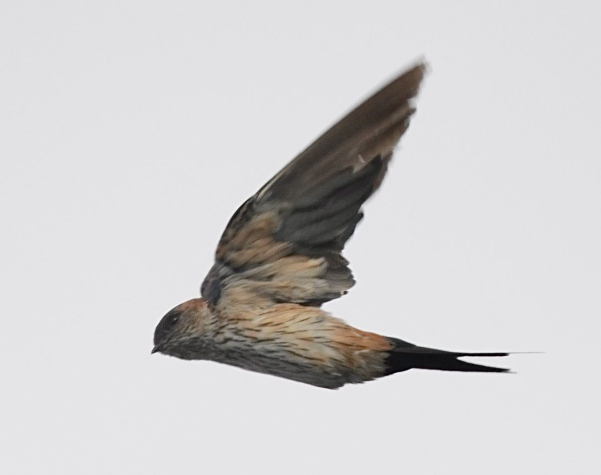 君鳥 フジフイルムX-T5で撮るカワセミ飛翔｜野鳥撮影 | 与太郎組曲