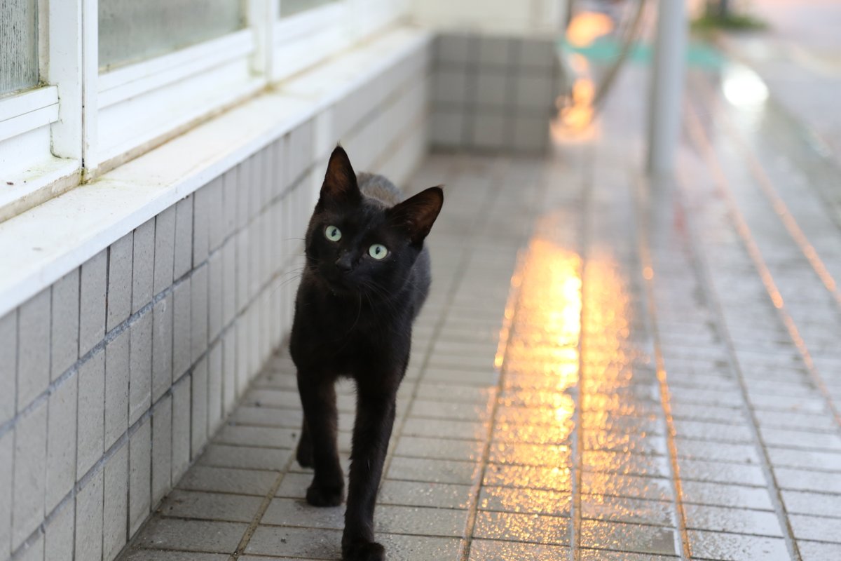 この時はあいにくの雨の沖縄でした。
#猫　#スナップ写真