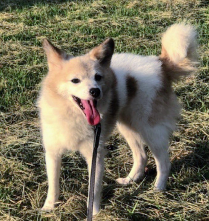 🐶🆘【#宮城県迷子犬】🎈
🔷2025.9.19⏰4:15頃
🔴宮城県名取市箱塚１丁目
▶︎パンセ名取本店（ﾊﾟﾝ）から十三塚公園（名取市手倉田字山）方向へ逸走
〝りおんちゃん♀〟を探しています🐾
🍀りおんちゃん発見に皆様のお力をお貸しください🙇‍♂️
#迷子犬 #名取市 #名取市箱塚
#パンセ #十三塚公園